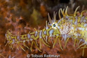 Ornate Ghostpipe Fish, Tioman Island by Tobias Reitmayr 